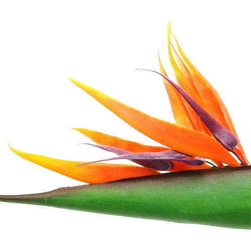 Floristik21 Strelitzie Paradiesvogelblume 95cm