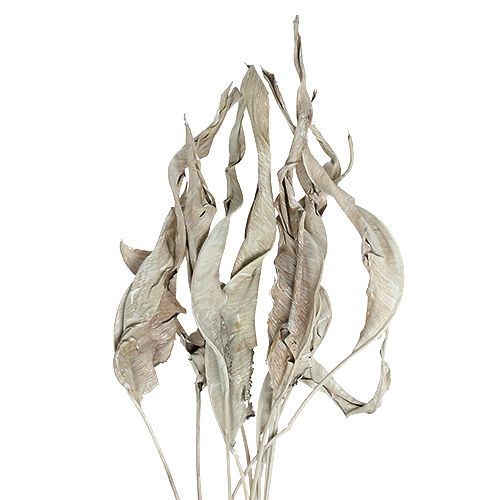 Floristik21 Deko-Blätter Strelitzienblätter weißgewaschen 120cm 10St