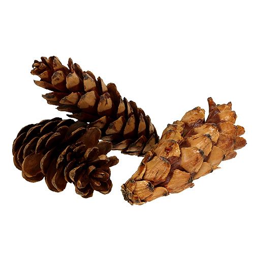 Floristik21 Strobus Zapfen 10-15cm lackiert 100 St