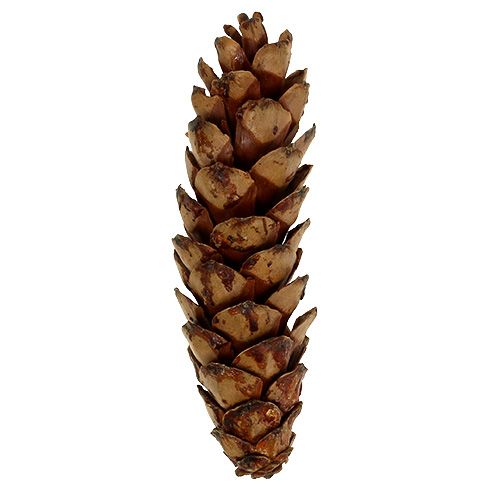 Artikel Strobus Zapfen 10-15cm lackiert 100 St