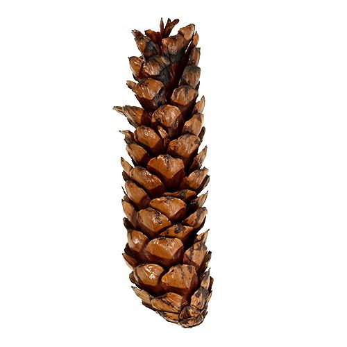 Artikel Strobus Zapfen 15 - 20cm lackiert 100St