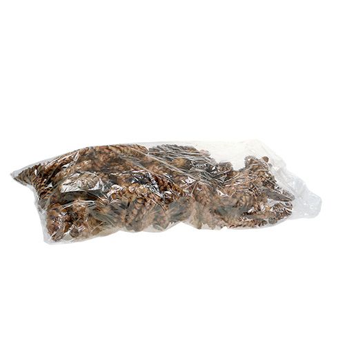 Artikel Strobus Zapfen 15 - 20cm lackiert 100St