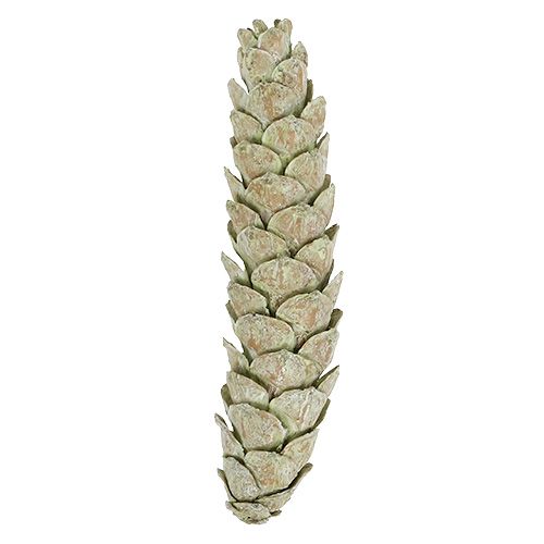 Artikel Strobus Zapfen als Naturdeko 15cm - 20cm Grün 50 St