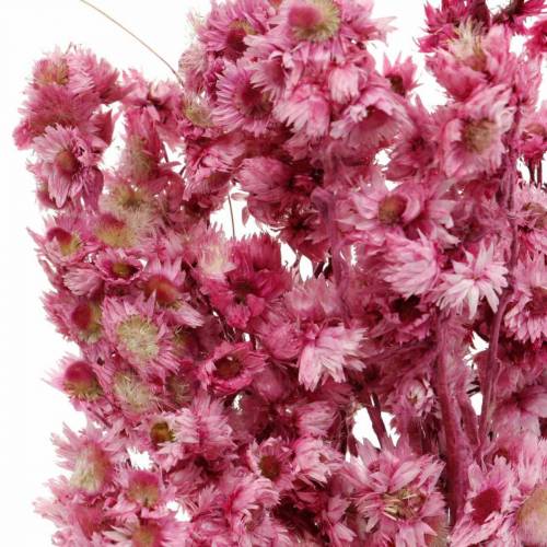 Artikel Trockenblumen Rosa Trockenblumenstrauß Getrocknete Blumen Pink H21cm
