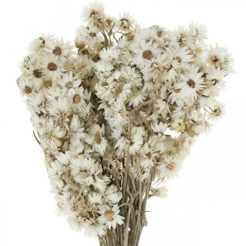 Floristik21 Strohblumen Trockenblumen Bouquet Weiß Klein 15g