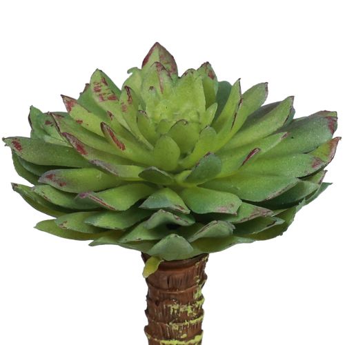 Floristik21 Sukkulente Echeveria Künstliche Grünpflanze Grün Ø6cm 10,5cm