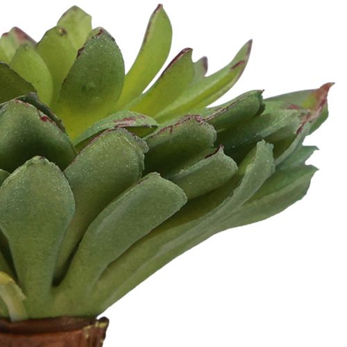 Floristik21 Sukkulente Echeveria Künstliche Grünpflanze Grün Ø6cm 10,5cm