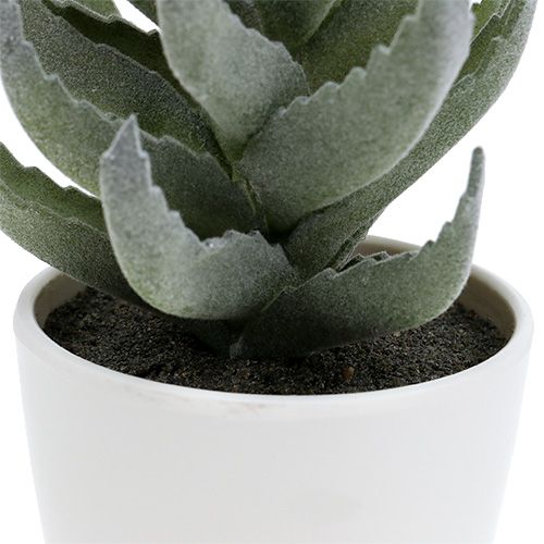 Sukkulente im Topf 17cm Grün