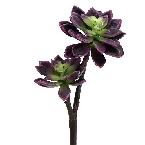 Sukkulente Dunkel Lila Grau ø7cm ø10cm H30cm