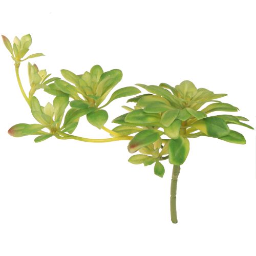 Floristik21 Sukkulente Kunstpflanze Aeonium Grün 30cm Dekoration 4St Set