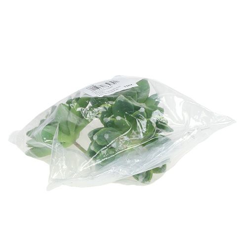 Artikel Sukkulente Steinrose Grün Ø10cm H11cm 3 St