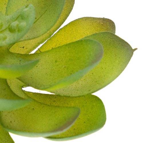 Kunstpflanze Sukkulente Grün, Kunststoff, Höhe 9 cm, Innenraumdekoration | Floristik21.de