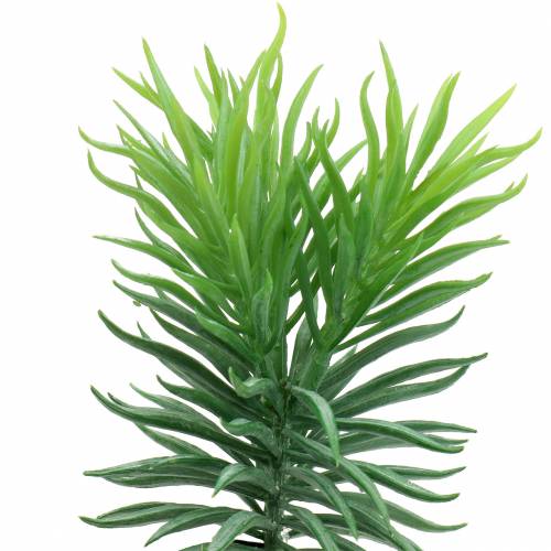 Floristik21 Sukkulente Senecio Kreuzkraut Grün 20cm