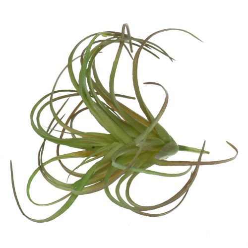 Floristik21 Tillandsien sortiert 8cm 3St