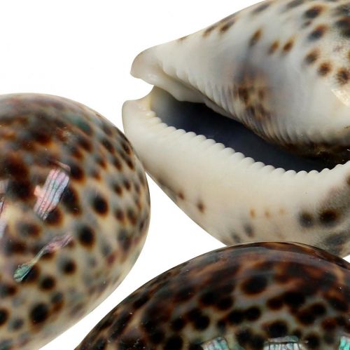 Cypraea tigris Tigerschnecke Natur 7cm - 8cm 11St