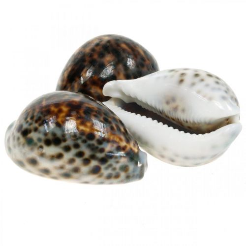 Cypraea tigris Tigerschnecke Natur 7cm - 8cm 11St Cypraea tigris Tigerschnecke Natur 7cm - 8cm 11St