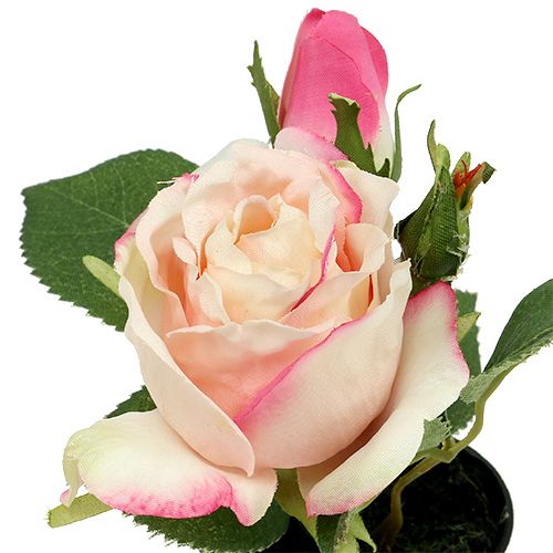 Floristik21 Tischdeko Rose im Topf Creme 14cm