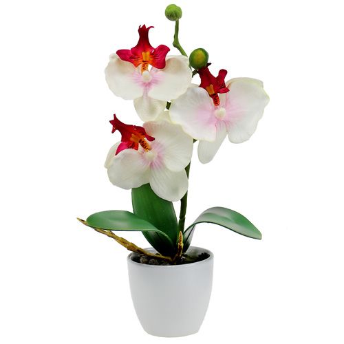 Floristik21 Tischdekoration Orchidee im Topf Creme H29cm