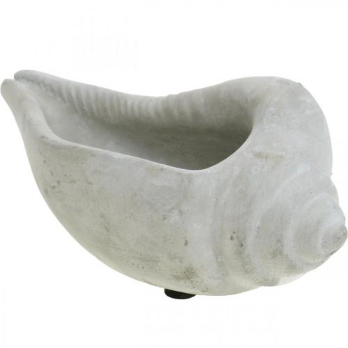 Muschel Pflanztopf, Pflanzschale Schneckenhaus, Maritime Betondeko L17cm H7,5cm 3St