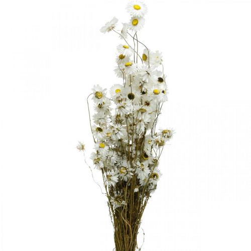 Floristik21 Trockenblumen Acroclinium Weiße Blüten Trockenfloristik 60g