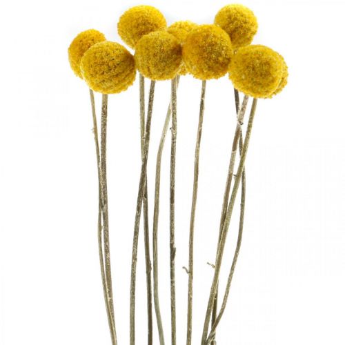 Floristik21 Craspedia Trockenblumen Trommelstöckchen Gelb 70cm 10St