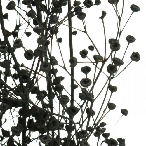 Trockenblume Massasa Schwarz Naturdeko 50-55cm Bund von 10St
