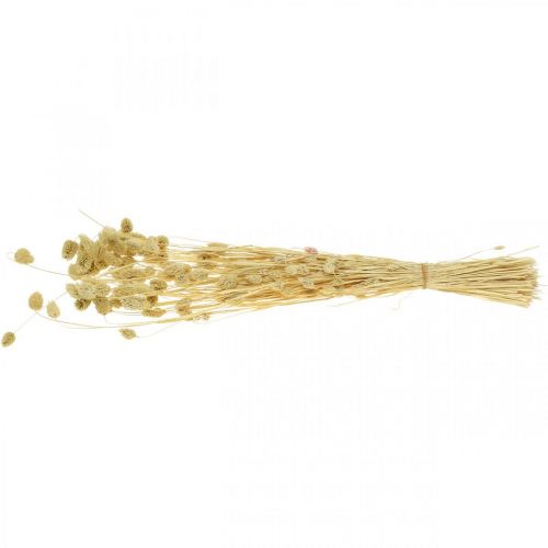 Floristik21 Trockenblume Phalaris, Dekogras-Bund, Trockenfloristik, Boho Natur, gebleicht L55cm 100g