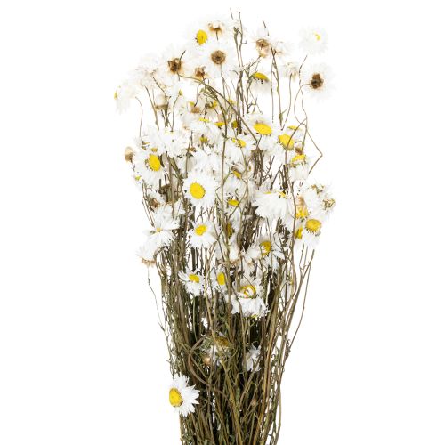 Floristik21 Trockenblumen Acroclinium Weiße Blüten Trockenfloristik 60cm 80g