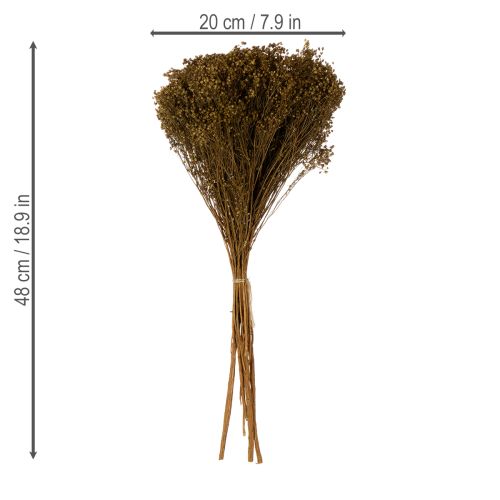 Artikel Trockenblume Broom Bloom Olivgrün Bund 48cm 160g für Trockenarrangements