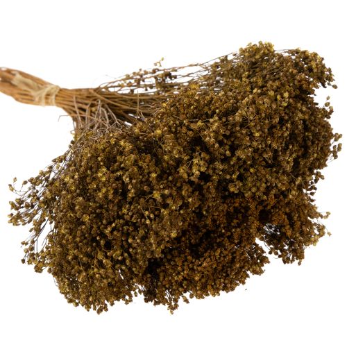 Artikel Trockenblume Broom Bloom Olivgrün Bund 48cm 160g für Trockenarrangements