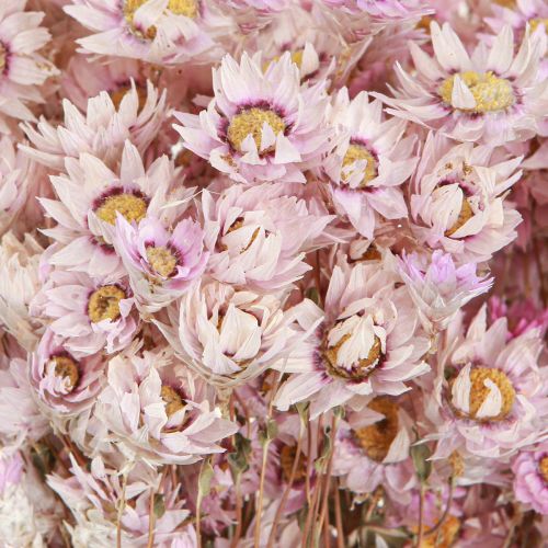 Artikel Trockenblumen Bund Kamille Pink 65cm 50g - Floristik21