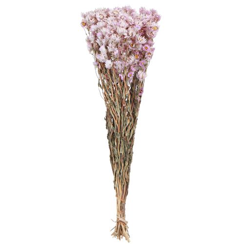 Artikel Trockenblumen Bund Kamille Pink 65cm 50g - Floristik21