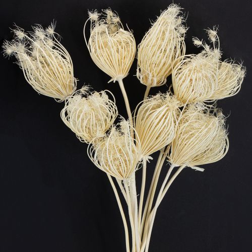 Artikel Trockenblumen Creme Fenchel Gebleicht 45cm Bund 10 St