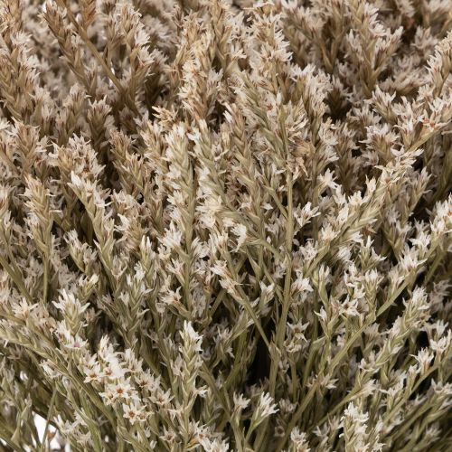 Trockenblume Bund