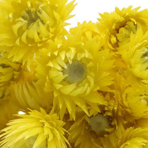 Trockenblumen Deko Capblumen Strohblumen Gefärbt H42cm
