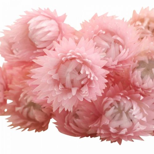 Artikel Trockenblumen Deko Capblumen Strohblumen Gefärbt H42cm