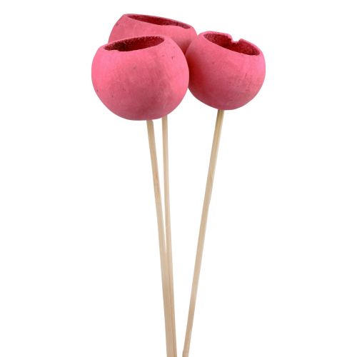 Floristik21 Trockenblumen Deko Bell Cups am Stiel Pink 42cm 3 St
