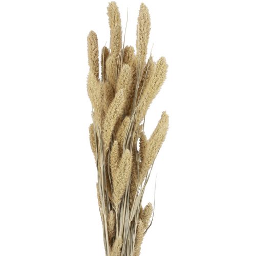 Artikel Trockenblumen Hirse Natur Setaria Borstenhirse H40-60cm 60g