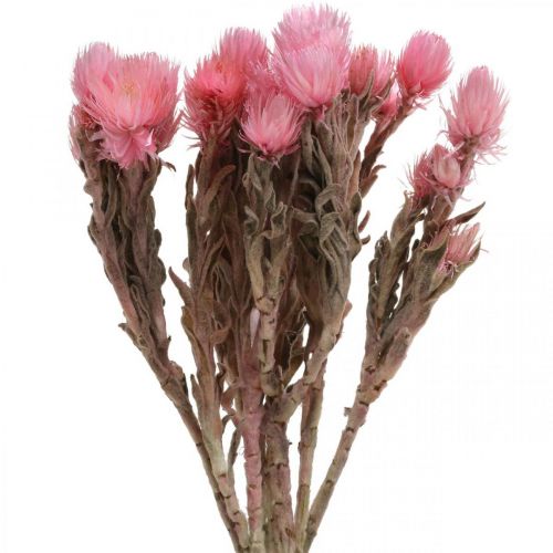 Floristik21 Trockenblumen Capblumen Rosa Strohblumen Trockenfloristik H30cm