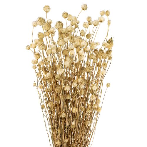 Floristik21 Trockenblumen Natur Trockendistel Erdbeerdistel 60cm 100g
