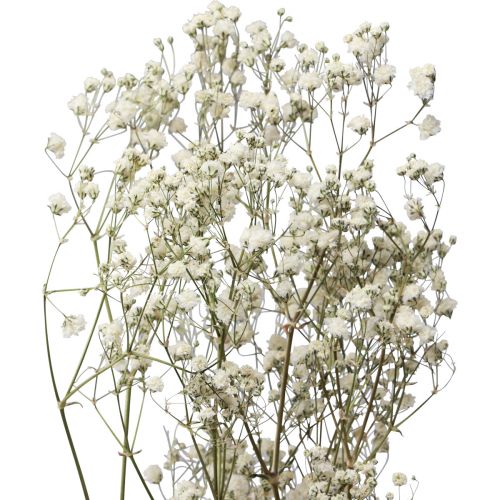 Floristik21 Trockenblumen Schleierkraut Gypsophila Weiß 58cm 7g