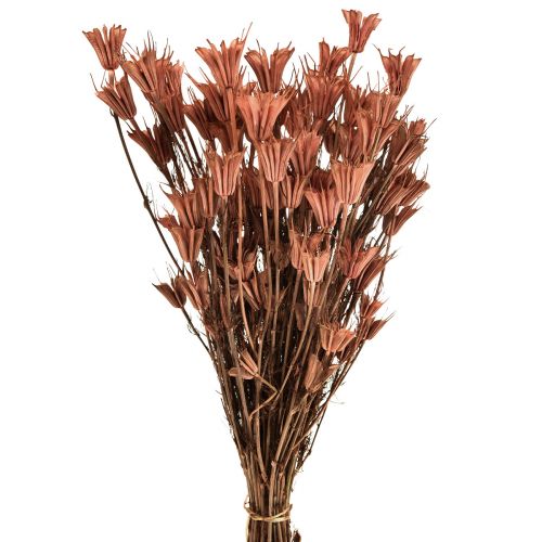 Floristik21 Trockenblumen Schwarzkümmel Deko Rotbraun Nigella 40cm 100g