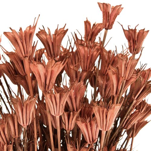 Floristik21 Trockenblumen Schwarzkümmel Deko Rotbraun Nigella 40cm 100g