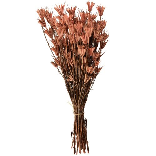 Floristik21 Trockenblumen Schwarzkümmel Deko Rotbraun Nigella 40cm 100g