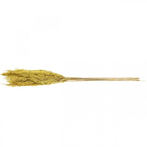 Artikel Trockengras Riedgras Deko getrocknet Gelb 70cm 10 St