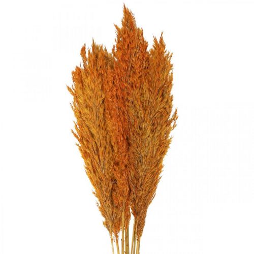 Floristik21 Trockengras Riedgras getrocknet Dekogras Orange 70cm 10 St