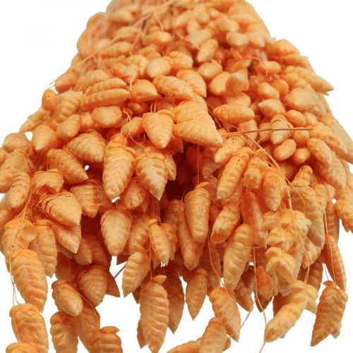 Floristik21 Trockenstrauß Zittergras Apricot Briza Ziergras 55cm 50g