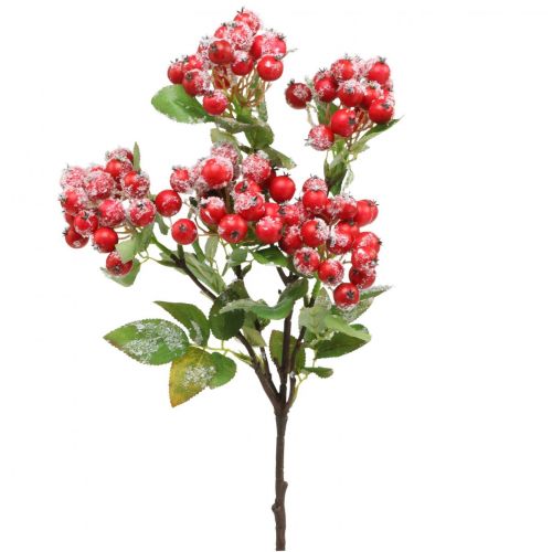 Floristik21 Weihnachtszweige mit roten Beeren, Winterdeko, Scheinbeere Rot beschneit L58cm