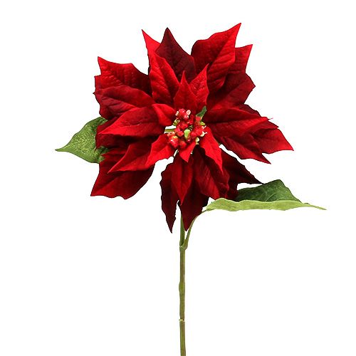 Floristik21 Weihnachtsstern Rot 70cm