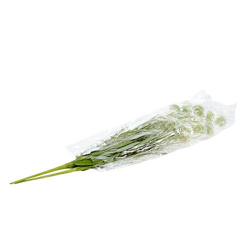 Floristik21 Wiesenblumen Weiß L60cm 3St